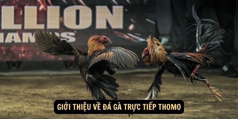 Giới thiệu hình thức đá gà Thomo tại Vipwin 